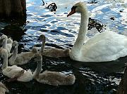 Lake Eola - May 2011
